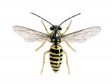 IH065 - Common Wasp male (Vespula vulgaris)
