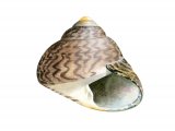 Common topshell (Osilinus lineatus) OS001