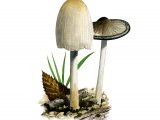 Coprinopsis atramentarius (Common Inkcap) FU002