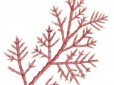 Coral Weed (Corallina officinalis) BT0309