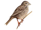 Cornbunting (Emberiza calandra) BD0291