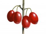 Cornelian Cherry (Corus mas) BT0191