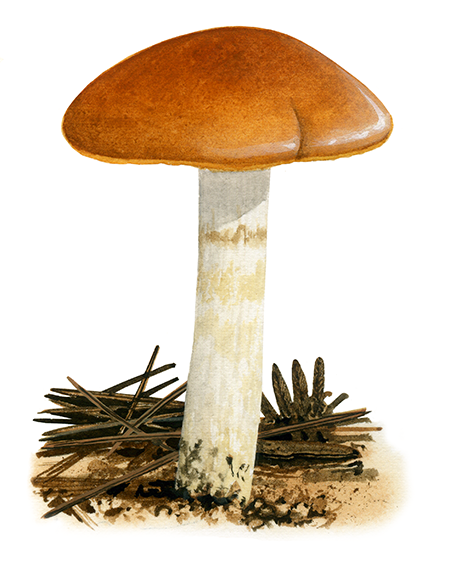 Cortinarius mucosus (Orange-Webcap) FU0133