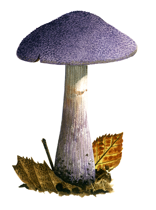 Cortinarius violaceus (Violet Webcap) FU0130