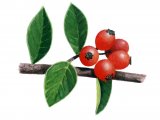 Cotoneaster Berries BT0192