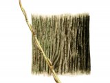 Crackm Willow bark & twig (Salix fragilis) BT020