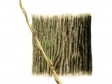 Crackm Willow bark & twig (Salix fragilis) BT020