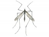 Crane Fly (Tipula oleracea) IN003