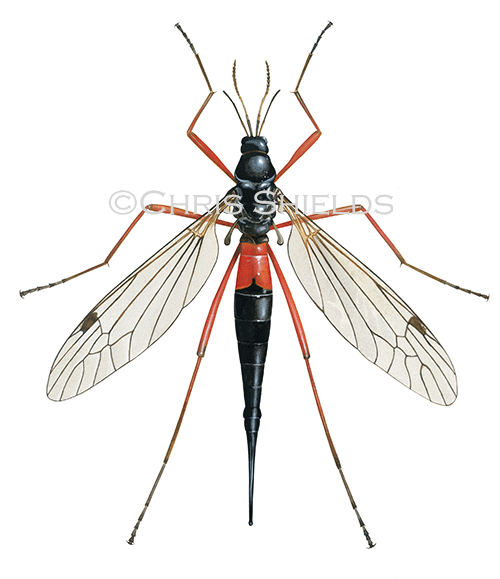 Cranefly female (Tanyptera atrata) IN005