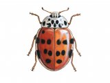 Cream-streaked Ladybird (16-spot form) Harmonia 16-punctata IN002