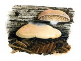 Crepidotus applanatus (Flat Oysterling) FU002