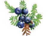 Crowberry (Empetrum nigrum) BTi96