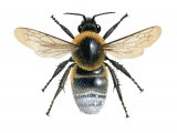 Cuckoo Bumblebee (Bombus barbutellus) IN001
