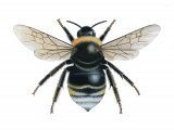 Cuckoo Bumblebee (Bombus bohemicus) (queen) IN001