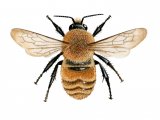 Large Carder Bumblebee (Bombus muscorum) IN001