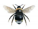 Cuckoo Bumblebee (Southern) Bombus vestalis IN001