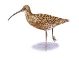 Curlew (Numenius arquata) BD295