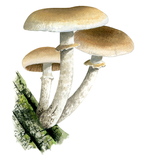 Cyclocybe aegereita (Agrocybe cylindracea) (Poplar Fieldcap) FU0189