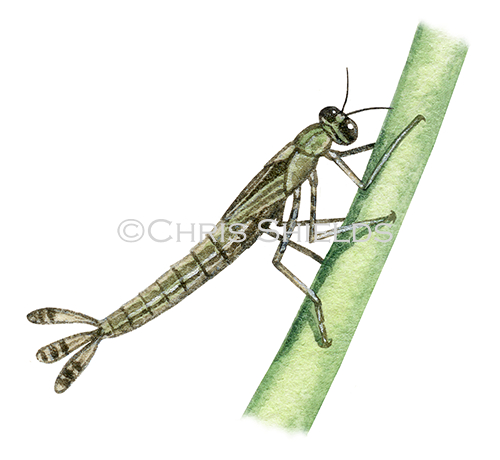 Damselfly Nymph (Erythromma) IN002