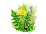 Dandelion (Taraxacum officinale) BT0201