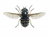 Dark Giant Horsefly (Tabanus sudeticus) IN001