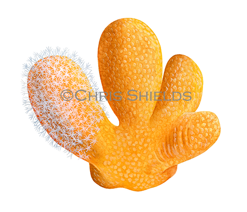 Dead Mans Fingers (Soft Coral) (Alcyonium digitatum) OS0026