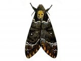 Deaths head Hawkmoth (Acherontia atropos) IN003