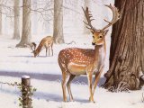 Deer (Fallow) Dama dame M007