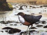 Dipper (Cinclus cinclus) BD0296