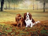 King Charles Spaniel (Canis lupus familiaris) M006