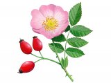 Dog Rose (Rosa canina) BT0208