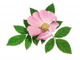 Dog Rose (Rosa canina) BT0207