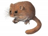 Dormouse (Muscardinus avellanarius) M006