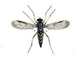 Downlooker Snipefly (Rhagio scolopaceus) IN001
