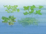 Duckweeds - Ivy-leaved Duckweed (Lemma triscula) Rootless duckweed (Wolffia arrhiza) Water Fern (Azolla filiculoides) Crystalwort (Riccia flutans) BT0122