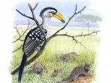 Yellow-billed Hornbill (Tockus leucomelas) & Dwarf Mongoose (Helogale parvula) BD113