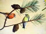 MU028 - Scotish Crossbills painting in the Duart carriage