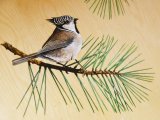 MU033 - Crested Tit painting in the Duart carriage