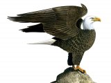 Bald Eagle (Haliaeetus leucocephalus) BD0512