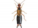 IN074 - Earwig (male) Forticula auricularia