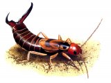 IN070 - Earwig (male) Forticula auricularia