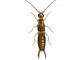 IN077 - Earwig (male) Labia minor