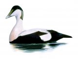 Eider Duck (Somateria mollissima) BD0303