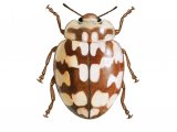 Eighteen-spot Ladybird (Myrrha 18-guttata) IN001