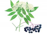 Elder leaves & berries (Sambucus nigra) BT021