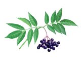 Elderberry (Sambucus nigra) BT022