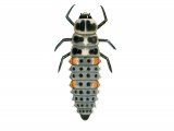 Eleven-spot Ladybird larvae (Coccinella 11-punctata) IN002