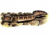 F090 - Eel-pout (Zoarces viviparus)