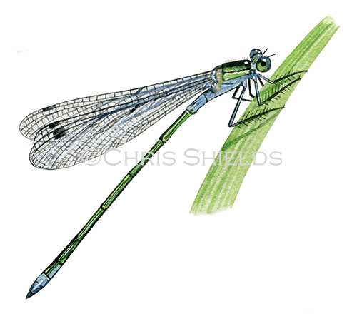 Emerald Damselfly (Lestes sponsa) IND010