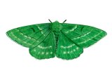 Emerald Moth (Geometra papilionaria) IN002